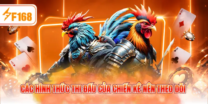 Các hình thức thi đấu của chiến kê nên theo dõi